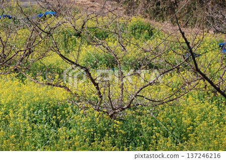 A landscape with a field of early-blooming yellow-petaled rapeseed flowers in full bloom and a sprinkling of white-flowered plum trees A landscape with a field of early-blooming yellow-petaled rapeseed flowers in full bloom and a sprinkling of white-flowered plum trees 137246216