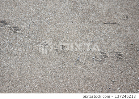 沙灘海岸景觀,有狗的腳印 沙灘海岸景觀,有狗的腳印 137246218