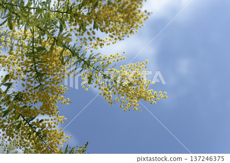 含羞草花在藍天下搖曳。春日背景。留白充足。橫幅構圖。 137246375