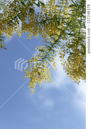 Mimosa flowers swaying in the blue sky. Spring background. Plenty of copy space. Vertical composition. 137246376
