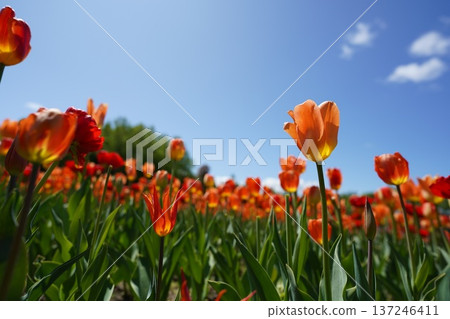 紅色和橙色的鬱金香仰望著天空。 紅色和橙色的鬱金香仰望著天空。 137246411