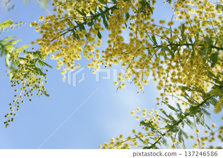 含羞草花在藍天下搖曳－柔和的春日背景 137246586