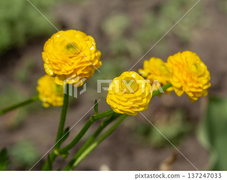 Persian buttercup or Ranunculus asiaticus with yellow flowers. 137247033