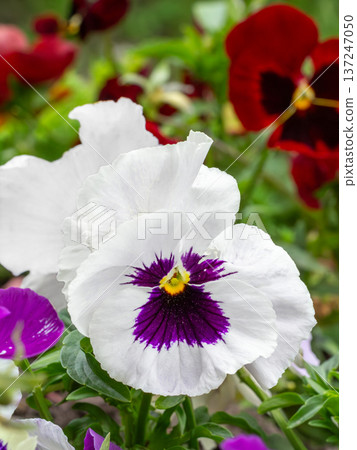 Garden white viola flower on the garden bed. 137247050