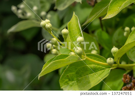 Jasmine bush in the summer garden. 137247051