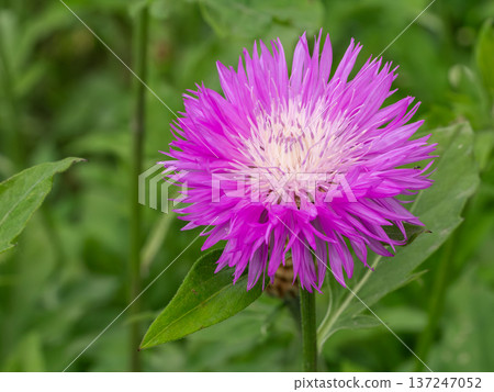 Centaurea dealbata in the meadow. 137247052