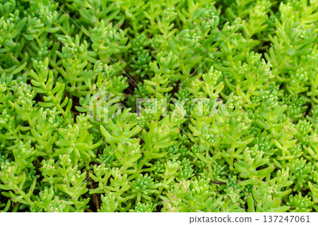 Close-up tiny sedum hispanicum growing in the garden. Close-up tiny sedum hispanicum growing in the garden. 137247061