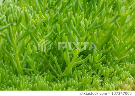 Green sedum growing in the garden. Green sedum growing in the garden. 137247063