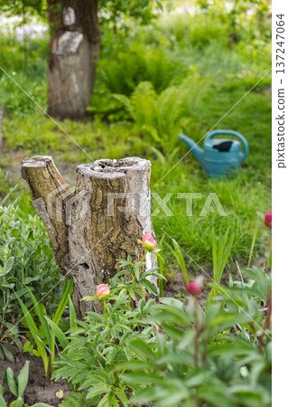 Stump of an old plum tree in the garden. 137247064