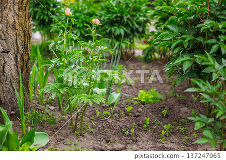 Peonies on the stem with a garden bed on the background. 137247065