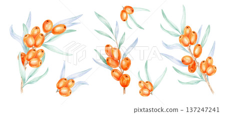 Decorative orange sea buckthorn branches and green leaves arranged in rhythm, watercolor illustration, hand drawn botanical artwork suitable for surface pattern design, packaging concepts Decorative orange sea buckthorn branches and green leaves arranged in rhythm, watercolor illustration, hand drawn botanical artwork suitable for surface pattern design, packaging concepts 137247241