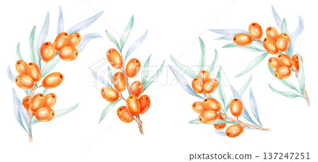 Scattered orange sea buckthorn berry elements with soft green foliage, watercolor clipart, hand drawn botanical set ideal for pattern making, cosmetic branding, label templates 137247251