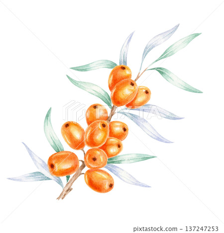 Orange sea buckthorn berry cluster with elegant green leaves, watercolor clipart, hand drawn botanical artwork perfect for organic branding, food labels, skincare packaging, invitation Orange sea buckthorn berry cluster with elegant green leaves, watercolor clipart, hand drawn botanical artwork perfect for organic branding, food labels, skincare packaging, invitation 137247253