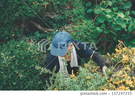 園丁 修剪 男人 137247255