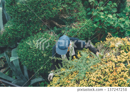 園丁 修剪 男人 137247258