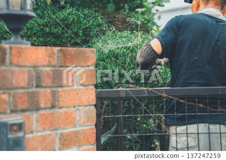 pruning, gents, male 137247259