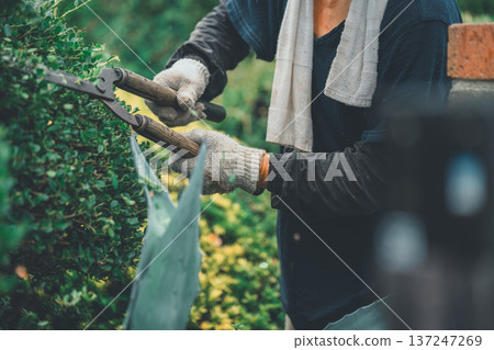 pruning, gents, male 137247269