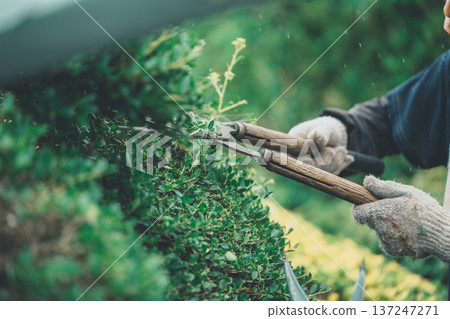 pruning, gents, male 137247271