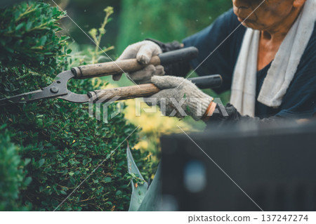 園丁 修剪 男人 137247274