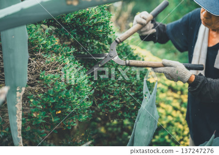 園丁 修剪 男人 137247276