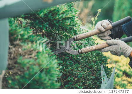園丁 修剪 男人 137247277