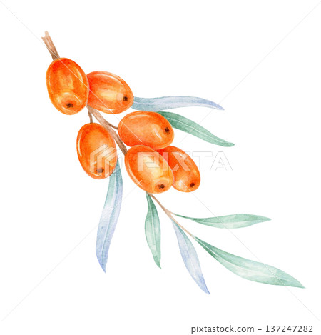 Detailed orange sea buckthorn fruits combined with cool green foliage, watercolor illustration, hand drawn botanical composition suitable for natural cosmetics branding, nutrition packaging 137247282