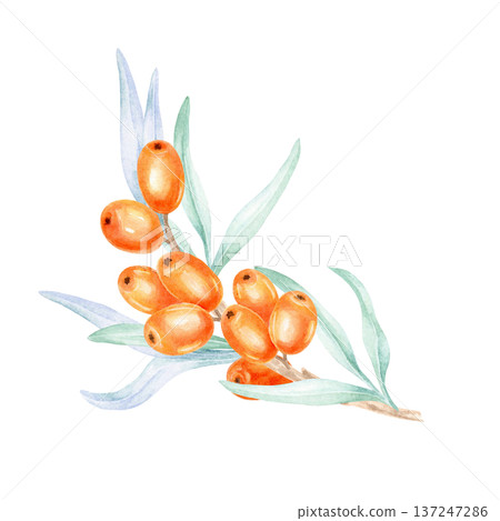 Orange sea buckthorn berries arranged with elongated sage green leaves, watercolor illustration, hand drawn plant artwork created for cosmetic packaging, health product labels Orange sea buckthorn berries arranged with elongated sage green leaves, watercolor illustration, hand drawn plant artwork created for cosmetic packaging, health product labels 137247286