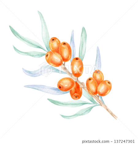 Bright orange sea buckthorn fruits paired with muted green foliage, watercolor illustration, hand drawn botanical artwork suited for natural product branding, herbal packaging Bright orange sea buckthorn fruits paired with muted green foliage, watercolor illustration, hand drawn botanical artwork suited for natural product branding, herbal packaging 137247301