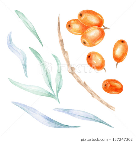 Orange sea buckthorn berries with soft green leaves and delicate branches, watercolor clipart, hand drawn botanical element ideal for packaging design, cosmetic labels, food branding Orange sea buckthorn berries with soft green leaves and delicate branches, watercolor clipart, hand drawn botanical element ideal for packaging design, cosmetic labels, food branding 137247302