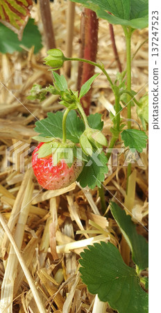 Partially ripened strawberry fruit developing on plant in straw mulched container. Close up of color transition stage in terrace garden and organic seasonal cultivation. Partially ripened strawberry fruit developing on plant in straw mulched container. Close up of color transition stage in terrace garden and organic seasonal cultivation. 137247523
