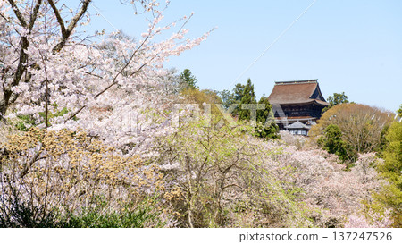 從奈良縣吉水神社參道望去,盛開的櫻花和國寶金峰山寺的藏王堂 從奈良縣吉水神社參道望去,盛開的櫻花和國寶金峰山寺的藏王堂 137247526