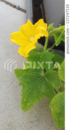 Bright yellow cucumber flower blooming in terrace container garden. Detailed view of vegetable plant blossom during flowering stage and organic home cultivation process. 137247530