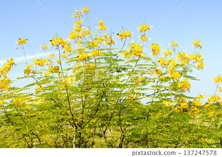 Yellow flowers of the Chinese lantern plant, Lumbini 3 Yellow flowers of the Chinese lantern plant, Lumbini 3 137247578
