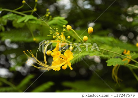 Close-up of the yellow flowers of the Japanese quince 137247579