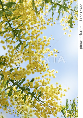 Spring frame background of diagonally spreading mimosa branches and blue sky 137247582