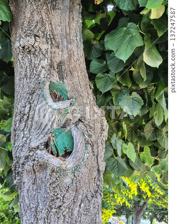 Traces of tree care. Close-up of trunk with cut areas showing the healing process, protected by bright green garden paint Traces of tree care. Close-up of trunk with cut areas showing the healing process, protected by bright green garden paint 137247587