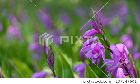 Beautiful flowers 137247601