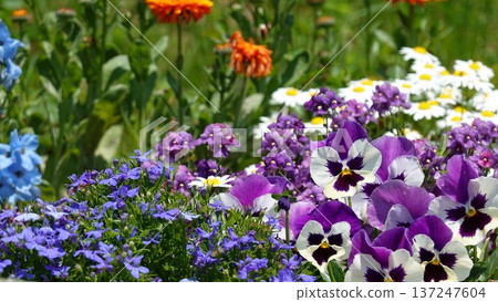 Beautiful flowers 137247604