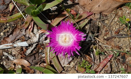 Beautiful flowers 137247607