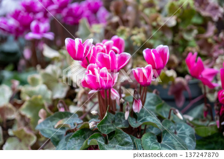 Pink cyclamen flowers in bloom Pink cyclamen flowers in bloom 137247870