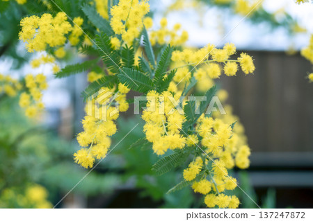 Mimosa flowers blooming in the spring garden 137247872