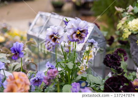 A group of pansies bathed in the spring sunshine A group of pansies bathed in the spring sunshine 137247874