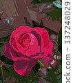 玫瑰 137248029