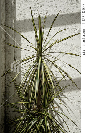 Real photo natural tropical botany organic shadows grunge cement textured wall neutral background Real photo natural tropical botany organic shadows grunge cement textured wall neutral background 137248100