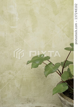 Real photo tropical botanical potted green plant grunge cement textured wall neutral background Real photo tropical botanical potted green plant grunge cement textured wall neutral background 137248102
