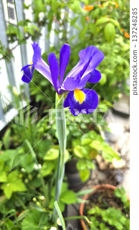 Purple iris flower with yellow center blooming in terrace garden. Ornamental perennial plant used for decorative landscaping and seasonal floral compositions. Purple iris flower with yellow center blooming in terrace garden. Ornamental perennial plant used for decorative landscaping and seasonal floral compositions. 137248285