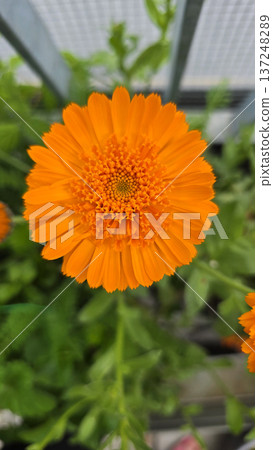 Bright orange calendula flower in full bloom growing in terrace container garden. Medicinal herb widely used in herbal teas, natural skincare, healing balms and cosmetic formulations. Bright orange calendula flower in full bloom growing in terrace container garden. Medicinal herb widely used in herbal teas, natural skincare, healing balms and cosmetic formulations. 137248289