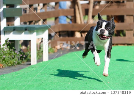波士頓梗犬邁蒂在空中漂浮得不亦樂乎。 137248319
