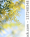 春日景象：含羞草花簇在藍天下搖曳，背景虛化，留有空白區域。 137248348