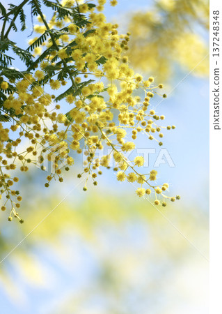 Spring image of mimosa bunches swaying against the blue sky and blurred background, copy space Spring image of mimosa bunches swaying against the blue sky and blurred background, copy space 137248348